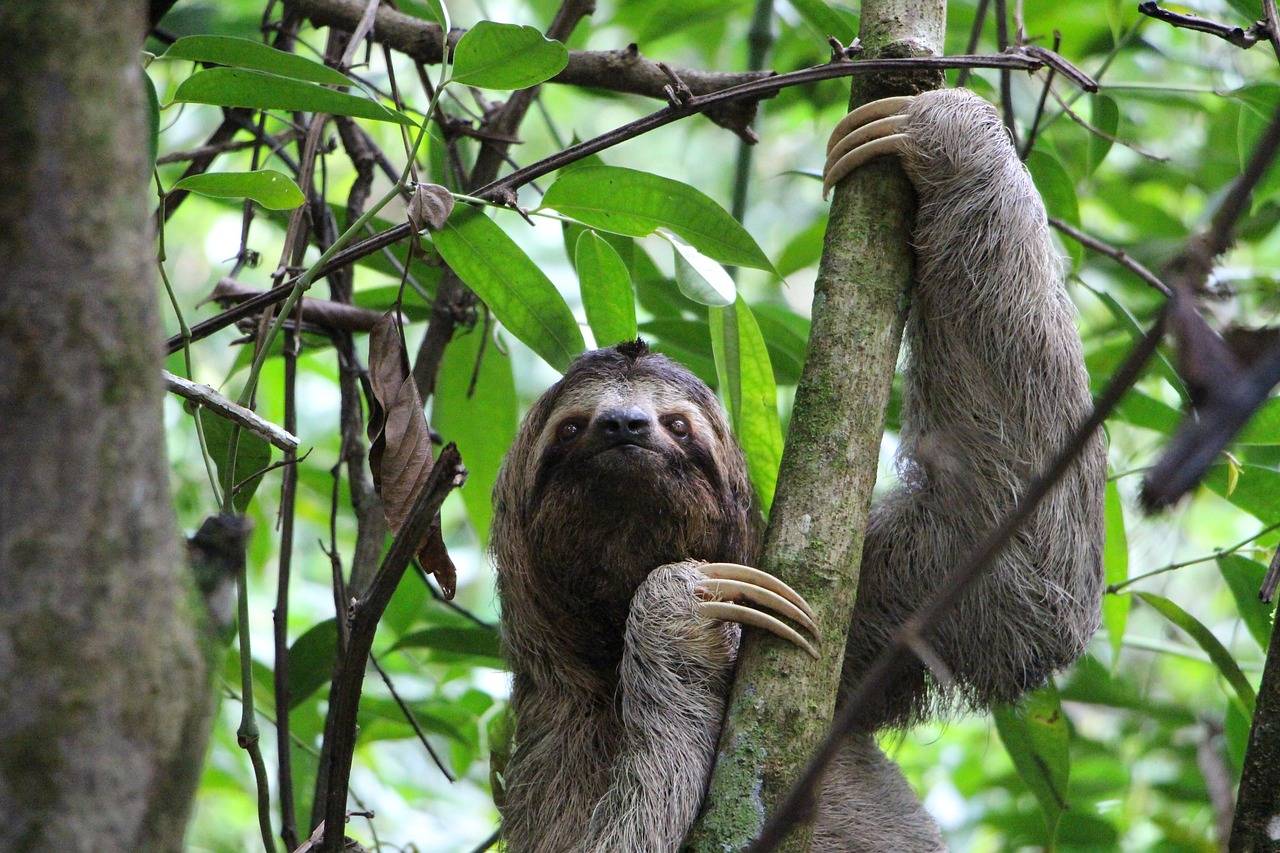 sloth, three finger sloth, jungle, costa rica, rainforest, nature, national park, central america, antonio manuel, sloth, sloth, sloth, sloth, sloth